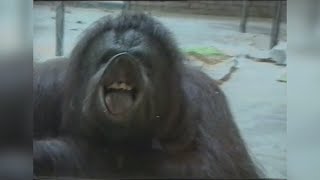 BEST ANIMAL clips - TRY NOT to LAUGH