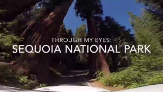 Through My Eyes: Sequoia National Park 2015