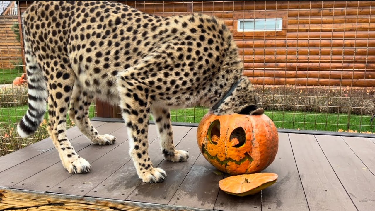 Милашке гепарду сделали милую тыкву на Halloween 🎃. Герда нырнула в тыкву!