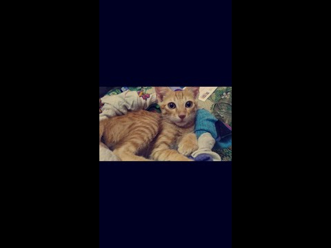 Story Of Cat Vs His Tail