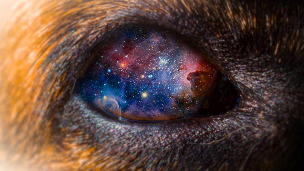 A Day in the life of your dog