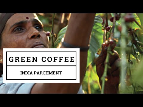 Robusta Green Coffee Bean