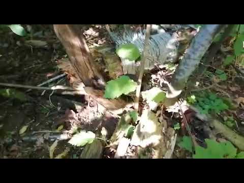 Meet Juweriya's deer freind