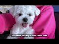 FLYING TO THE NETHERLANDS WITH MY DOG AirFrance KLM Travel Requirements