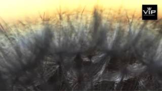 WITH OR WITHOUT YOU  - AMY LEE