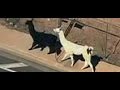 The greatest llama chase of the 21st Century - YouTube
