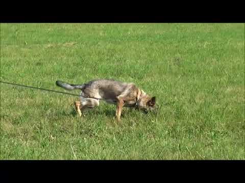 Jagira Aykmar - stopa 7/2018