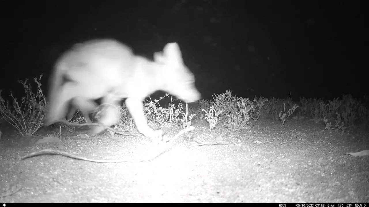 S1E1: Cute and Curious...coyote pups investigate the camera