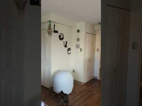 Video of 130 Bowdoin Street, 1608, Boston, MA 02108