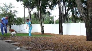 Lolly Socializing with Furry Friends~Pet Peeves Animal Training, Inc.