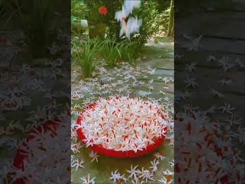 Shiuli phool (Parijat Flower)#shiuli #parijat #flowers #gardening #viraltitle #viralvideos #shorts