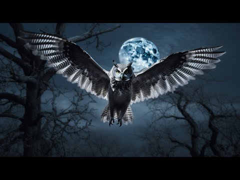 Der Flug der Eule Dokumentation deutsch