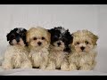 Maltipoo dogs for sale: Scout - Video 1