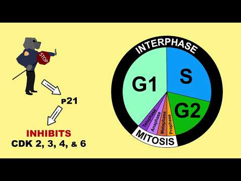 p53 Tumour Suppressor and MDM2