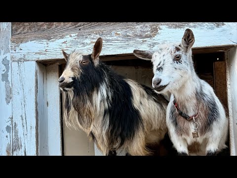 Love Note From the Goats 
