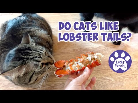 Do Cats Like Lobster Tails? Lobster Tails Recipe For Cats 🦞 S5 E39 Lucky Ferals Cat Videos