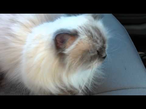 Talking Himalayan Cat