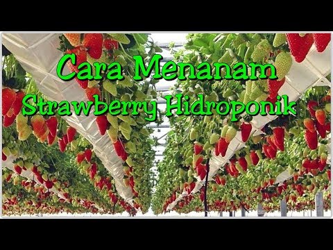 , title : 'cara menanam strawberry hidroponik, gampang dan efisien'
