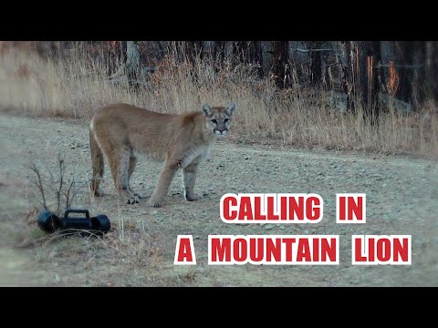 Calling in a Mountain Lion