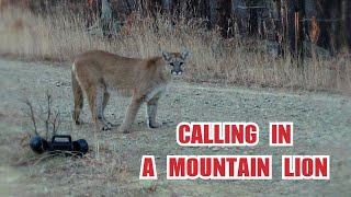 Calling in a Mountain Lion