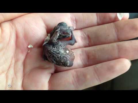 green winged pigeon hatching cutest baby bird hatching ever