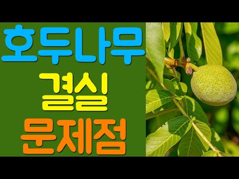 , title : '호두나무 묘목시장 | 왜성호두 나무시장 | 분양구입가격판매 | 심기관리재배식재 | 예천장수농원'