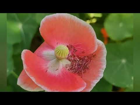 Flowers 🌿🌸🌼🌺🌿