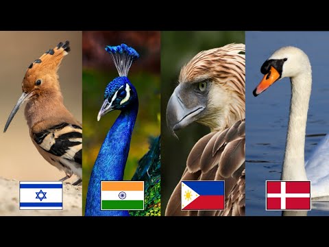 YouTube video about: What is the national bird of ukraine?