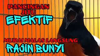 Download lagu pancingan murai batu AGAR BUNYI jitu untuk JADIKAN murai batu GACOR EMOSI❗ mp3 Download lagu pancingan murai batu AGAR BUNYI jitu untuk JADIKAN murai batu GACOR EMOSI❗ mp3