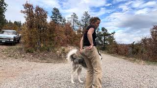 Training with Ollie, the Husky, using play and affection as reinforcement. Ivan Balabanov's TWC