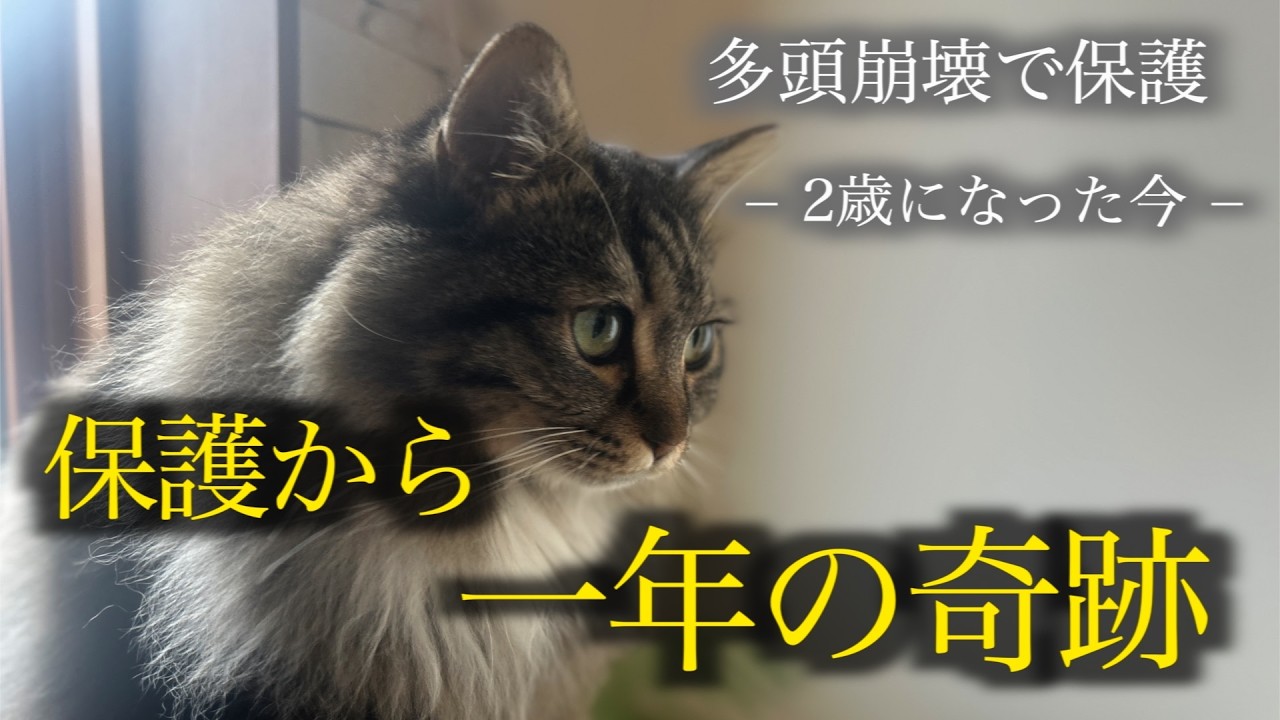 多頭崩壊でレスキューされた猫。不安な瞳が幸せに変わるまで　One year after a cat was rescued from a hoarding situation.
