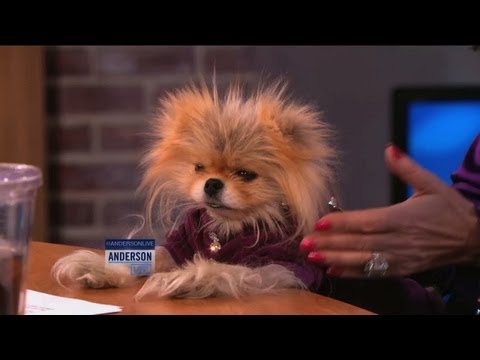 Lisa Vanderpump's Adorable Dog, Giggy