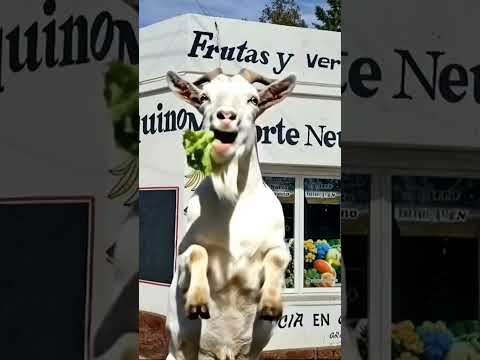 Verdulería mi norte Neuquino! #chivoloco #goat #neuquén #chosmalal #humor