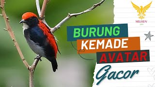 Download lagu Kicau Burung KEMADE/CABEAN AVATAR Di Alam Liar mp3 Download lagu Kicau Burung KEMADE/CABEAN AVATAR Di Alam Liar mp3