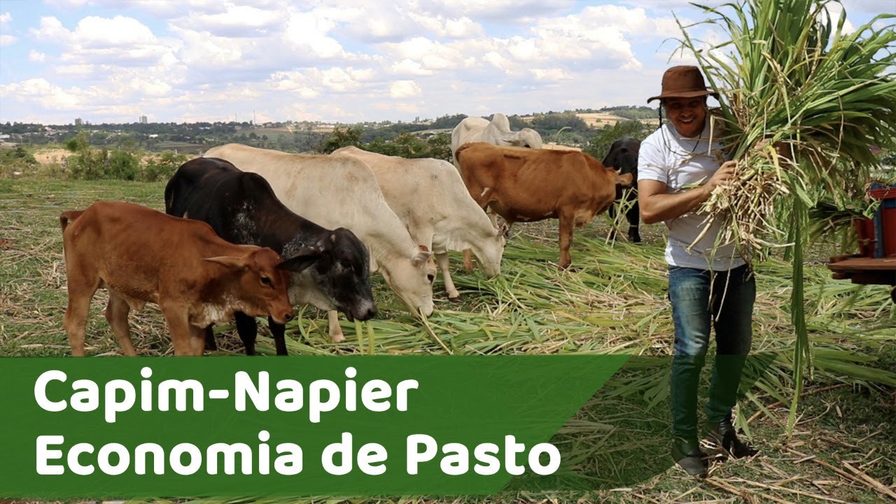 Capim Napier é Economia de Pasto | Capim Elefante | Agricultura Familiar no Cultivo de Capim