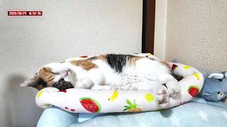 三毛猫フミちゃん  LIVE配信   2026年8月23日　calico cat　(LIVE stream)