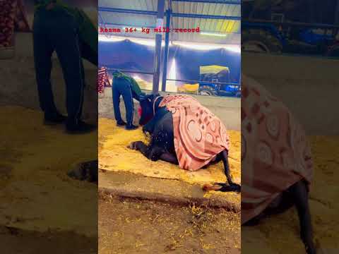 Sukhbir dhanda bhai ki resma #murrah #trending #breeding #viral #pdfajagraon #cow #punjabi