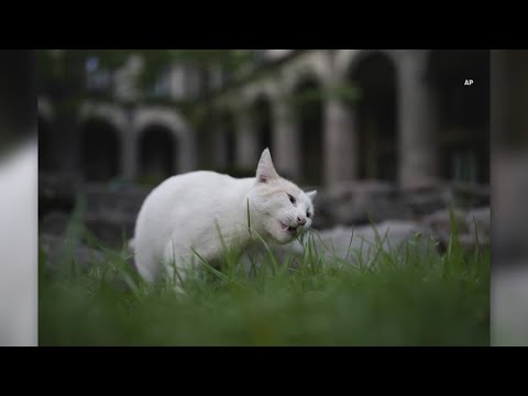 19 feral cats in Mexico make history