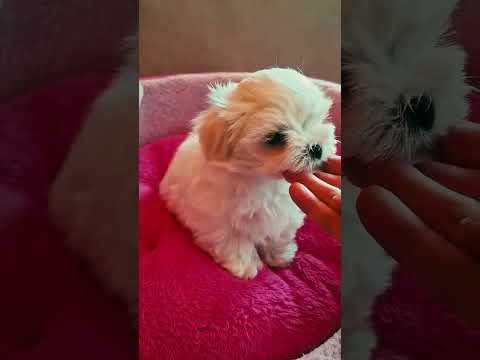 Maltese puppy for sale