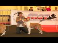 Nationale d'Élevage 2014 France American Staffordshire Terrier