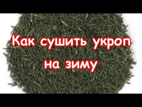Как правильно сушить укроп на зиму