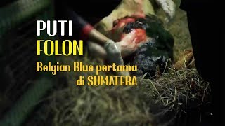 Download lagu Puti Folon : Belgian Blue Pertama di Sumatera mp3