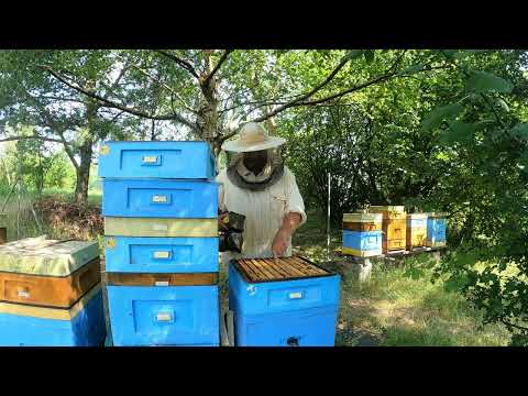 Pasieka dla leniucha cz. 4 - lipiec, czyli czas szykować się do zimy