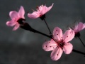 Enia The Very Best Of Enya YouTube
