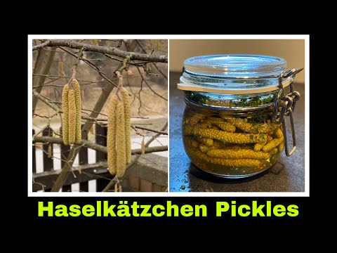 Haselkätzchen pikant eingelegt Rezept  | Haselblüten ernten | Selbstversorgung: Hasel Haselnuss