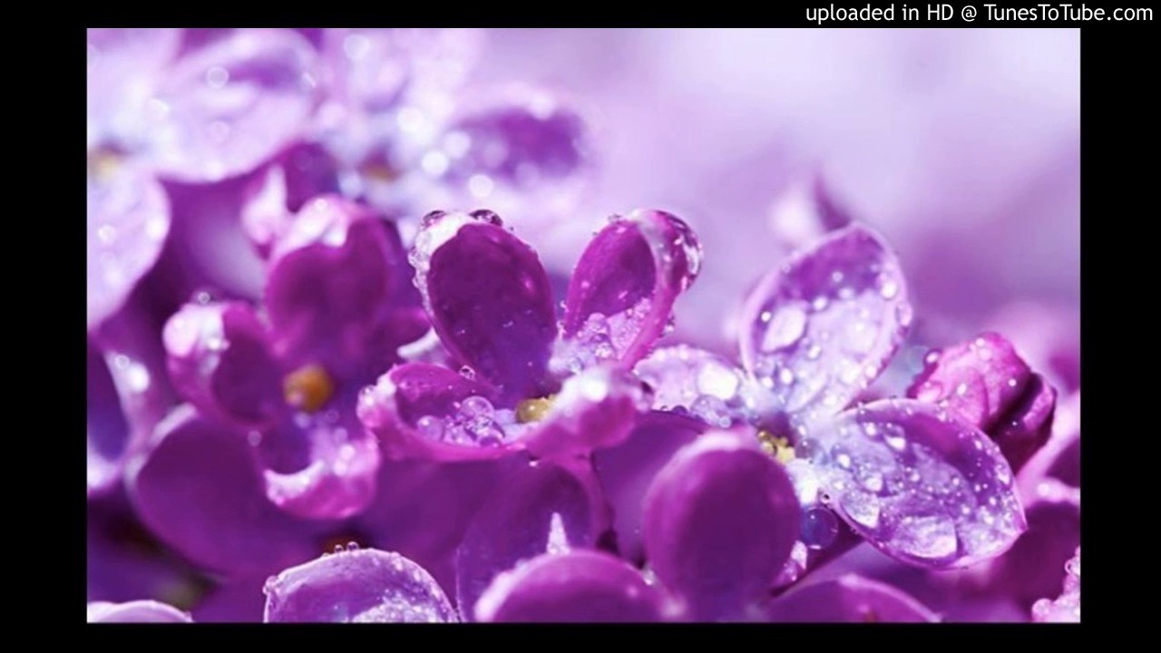 Today's Tango Is... Violetita - José Bohr 16-09-1926