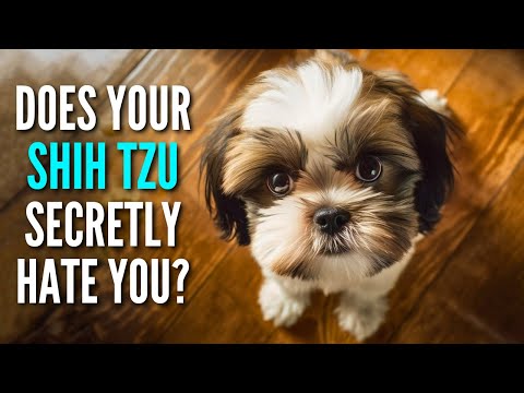 20 Signs Your Shih Tzu May Actually HATE You!