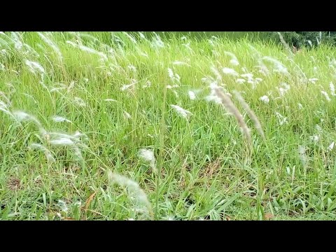 কাঁশফুল | Brass flower | When the cashew blossoms? |  And when to see her beauty?