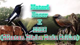Download lagu MATERI KACER x SRDC (Sikatan Rimba Dada Coklat) // yang sedang dicari kicaumania mp3