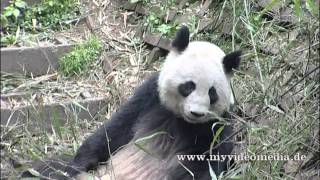 preview picture of video 'Chengdu Giant Panda - Part3: Fighting for snacks - China Travel Channel'